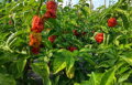 Brown Bhutlah semínka 10 ks 