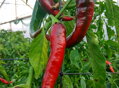Cayenne semínka 10 ks 