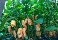 Habanero Yellow semínka 10 ks 