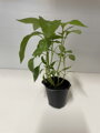 Jalapeno - předpěstované sazenice