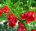 Habanero red  - předpěstovaná sazenice