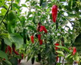 Jalapeno semínka 10 ks 