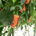 Peter Pepper Orange  - předpěstované sazenice