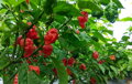 Trinidad Scorpion Red semínka 10 ks 