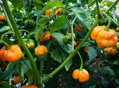 Trinidad Scorpion yellow  semínka 10 ks 
