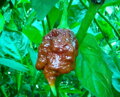 Trinidad Scorpion Chocolate semínka 10 ks 