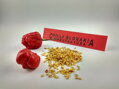 Trinidad Scorpion Red semínka 10 ks 