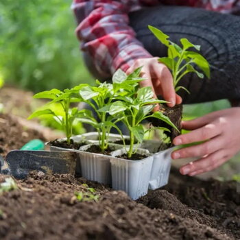 CHILLI SAZENICE - začínáme odesílat od 10.04.2025