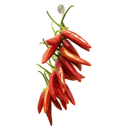 Chilli Girlanda - svazek 24x papriček Bird's eye 15cm