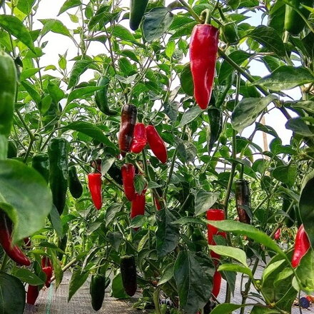 Jalapeno - předpěstované sazenice