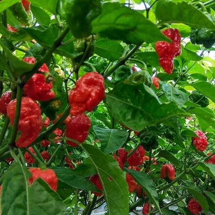 Trinidad Scorpion red - předpěstovaná  sazenice