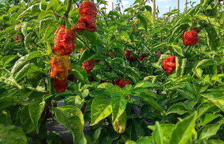 Brown Bhutlan  - předpěstovaná sazenice