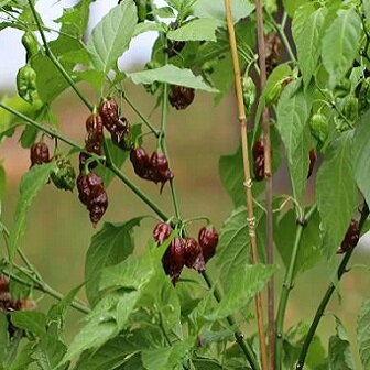 Carolina Reaper Chocolate - předpěstovaná sazenice