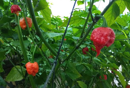 Carolina Reaper red - předpěstovaná sazenice