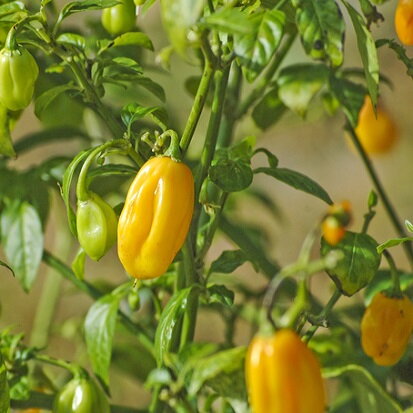 Habanero Yellow  - předpěstovaná sazenice