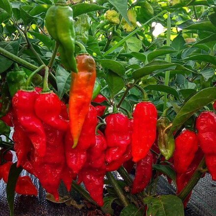 Jolokia red  - předpěstovaná sazenice