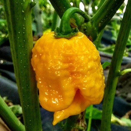 Carolina Reaper yellow - předpěstovaná sazenice