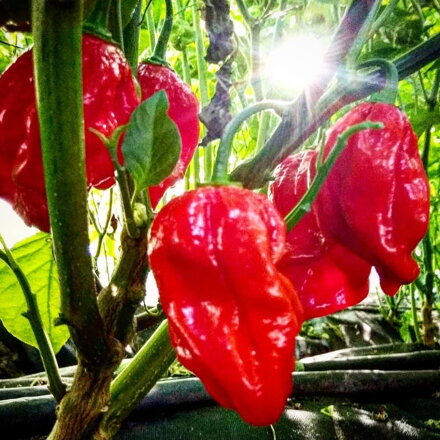 Habanero red  - předpěstovaná sazenice
