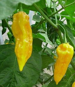 Jolokia yellow  - předpěstovaná sazenice