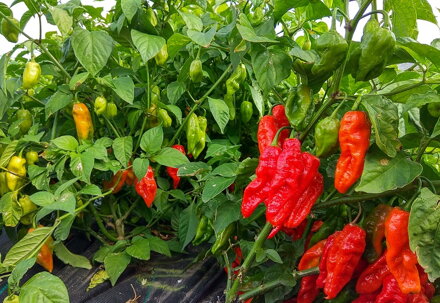 Naga Morich  - předpěstovaná sazenice