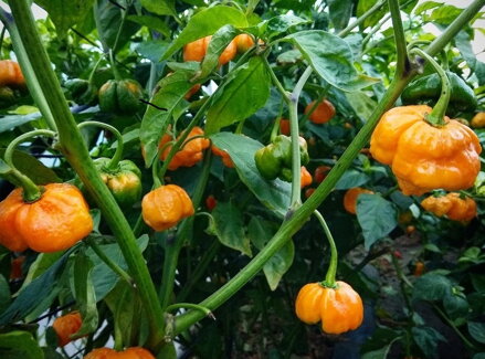 Trinidad Scorpion Yellow - předpěstovaná  sazenice
