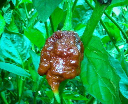 Trinidad Scorpion Chocolate  - předpěstovaná sazenice
