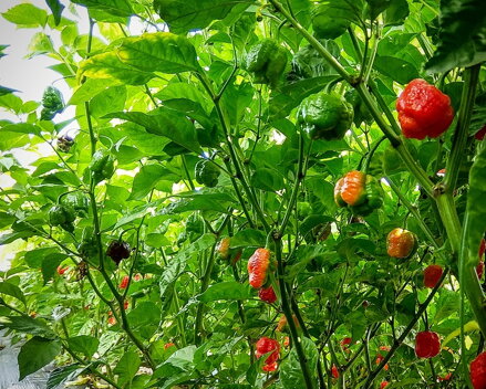  Dragon’s Breath - předpěstovaná sazenice