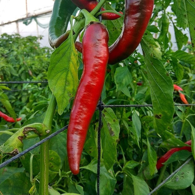 Cayenne  - předpěstované sazenice (v 1 kelímku 2ks)