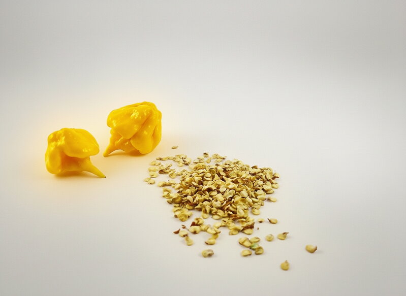 Carolina Reaper Yellow semínka 10 ks 