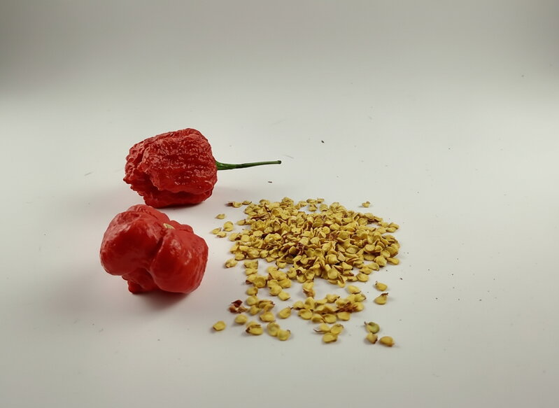 Trinidad Scorpion Red semínka 10 ks 