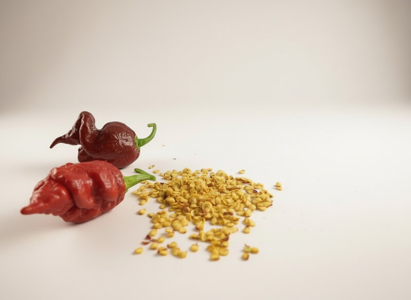 Trinidad Scorpion Chocolate semínka 10 ks 