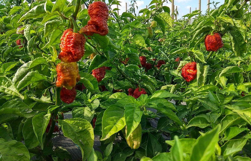 Brown Bhutlan  - předpěstovaná sazenice