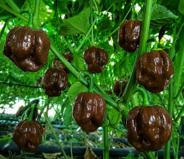 Habanero choco  - předpěstovaná sazenice