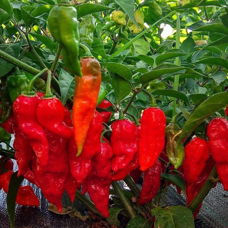 Jolokia red  - předpěstovaná sazenice